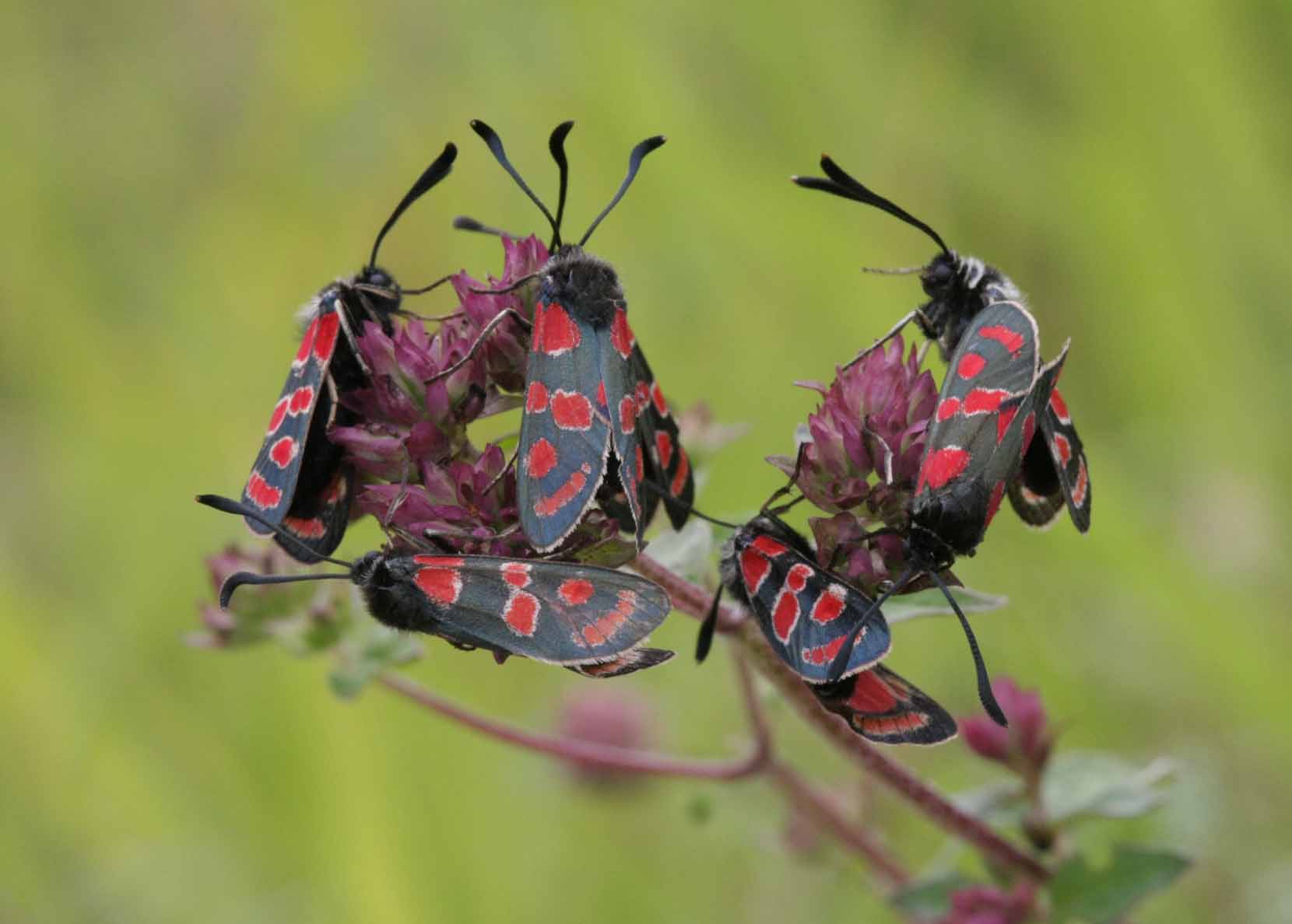 Zygaena carniolica
